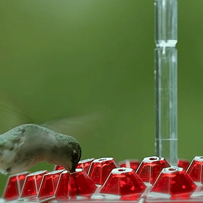 Ant-Proof Hummingbird Feeder – 30-Tube Hanging Bird Feeder