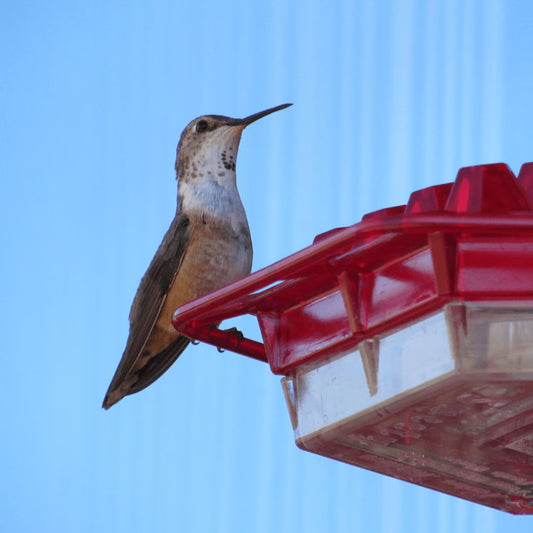 Ant-Proof Hummingbird Feeder – 30-Tube Hanging Bird Feeder